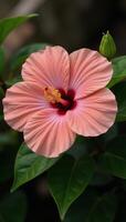 A vibrant dustypink peach hibiscus bloom with intricate details captures a warm and inviting garden scene photo
