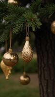 Gold ornaments adorn a tree photo