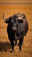 Bull standing amidst an orangebrown grassy field photo