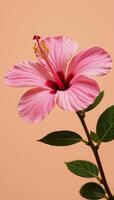 A soft peach background highlights a pink hibiscus flower photo