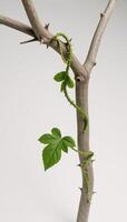 A thorny vine adorning a barren branch photo