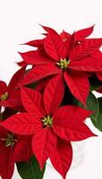 Rich red poinsettias on a crisp white backdrop photo