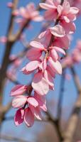 Springtime blooms depicted as petals floating gracefully through the air photo
