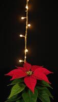 A Christmas starthemed poinsettia adorned with a twinkling garland against a dark backdrop photo