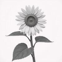 Blackandwhite line drawing emphasizing intricate sunflower petal details focused on center and leaves set against white background photo