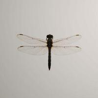 Minimalist Japanese artwork featuring dragonfly invertebrate silhouette photo