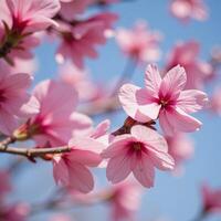 Springtime blooms depicted as petals floating gracefully through the air photo
