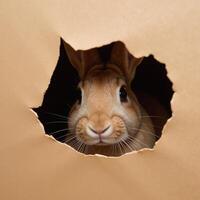 A curious rabbit is depicted peering through torn paper photo