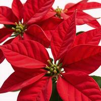 Rich red poinsettias on a crisp white backdrop photo