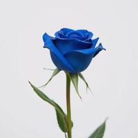 A lone blue rose sits against a pristine white backdrop isolated composition photo