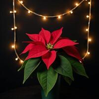 A Christmas starthemed poinsettia adorned with a twinkling garland against a dark backdrop photo
