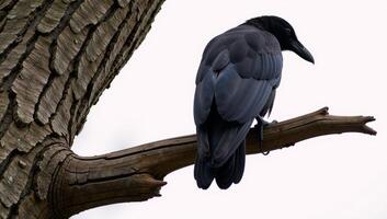 A raven perched atop a tree branch photo