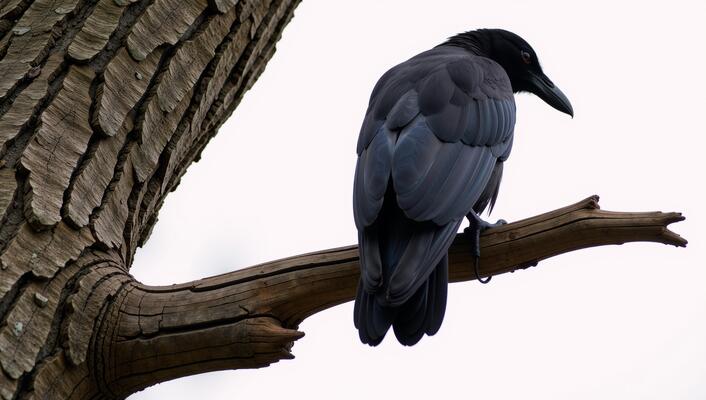 A raven perched atop a tree branch
