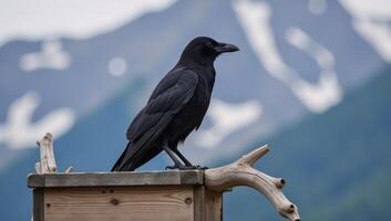 The subject is a raven from Canada photo