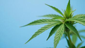 Vibrant green cannabis leaf against a soft blue backdrop suitable for botanicalwellness designs marketing photo
