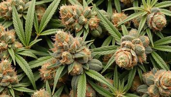 Collection of isolated cannabis budsflowers with separate marijuana leaves against a clear background photo
