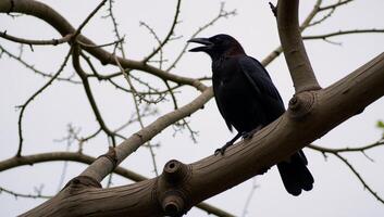 A solitary black raven perched atop a tree branch photo
