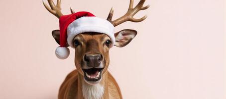 A humorous reindeer donning Santa hat captured against a vibrant colored backdrop for a fun studio setting photo