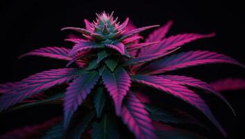 Purpletinged cannabis foliage against a black backdrop featuring one large leaf illuminated by purple light photo