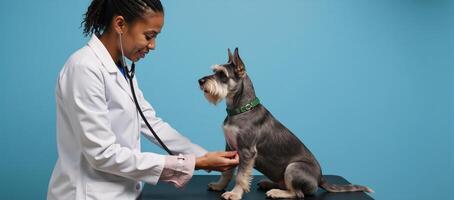 Female AfricanAmerican vet listens to Schnauzers heartbeat side view in bluewalled Vet Office photo