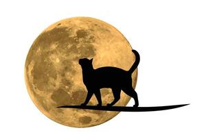 The silhouette of a cat with a night moon. vector