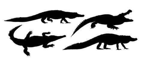 Set silhouettes of large crocodiles. vector