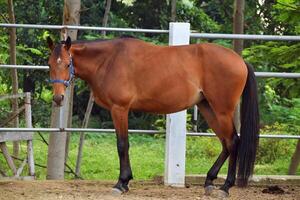 Indonesian horses with a brownish color stand in the horse stable photo