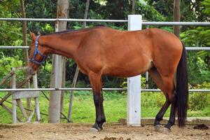 Indonesian horses with a brownish color stand in the horse stable photo