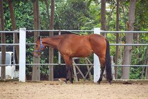 Indonesian horses with a brownish color stand in the horse stable photo