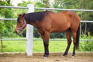 Indonesian horses with a brownish color stand in the horse stable photo