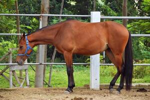 Indonesian horses with a brownish color stand in the horse stable photo