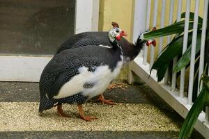 Guinea fowl walk along the aviary and look for food photo