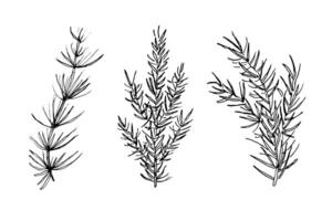 Set with coniferous branches, spruce, fir tree. Hand drawn ink festive winter plants for design. Elements for congratulations on holidays, invitations, New Year, Christmas, cards, poster, flyer vector
