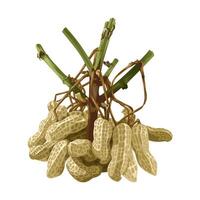 Illustration of a bunch of peanuts, isolated on white background. vector