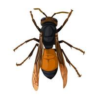 Illustration of lesser banded hornet, scientific name Vespa affinis, isolated on white background. vector