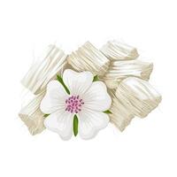 Illustration of Althaea officinalis root, commonly called marshmallow, isolated on white background. vector
