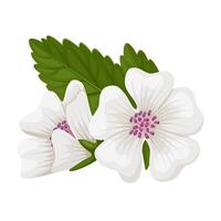 Illustration of Althaea officinalis, commonly called marshmallow, isolated on white background. vector