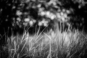 Black and white abstract grass meadow from low point of view with artistic blurred forest field landscape. Closeup nature, artistic freshness view under sunlight, dream natural ecology. Dramatic view photo