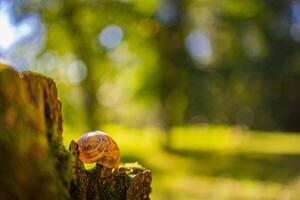 Small snail in the forest in the shell, macro photo with blurred forest field nature view. Artistic nature, sunlight, relaxing natural environment