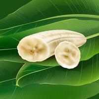 Banana slices on a background of green palm leaves. vector
