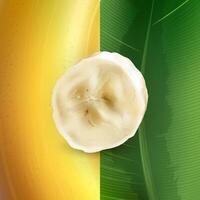 Banana slice on a background of banana peel and palm leaf. vector