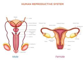 Overview of the Male and Female Reproductive Systems Key Structures and Functions vector