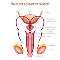 Overview of the Male Reproductive System Structure, Function, and Key Organs vector