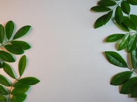 Fresh green leaf frame on white background for spring copy space. photo