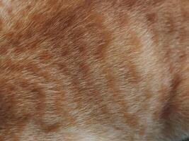 Orange soft cat fur texture for cute pet background. photo