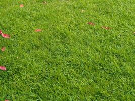 Fresh lawn texture at the garden for a natural background photo