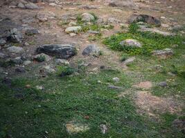 Rocks and grass in a shady park, close-up shot of a resting area photo