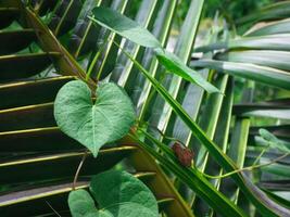 Cute heart-shaped leaves about environmental protection photo