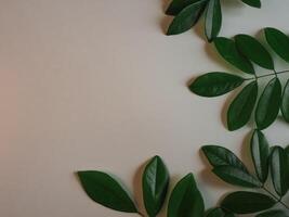 Fresh green leaf frame on white background for spring copy space. photo