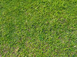 Fresh lawn texture at the garden for a natural background photo